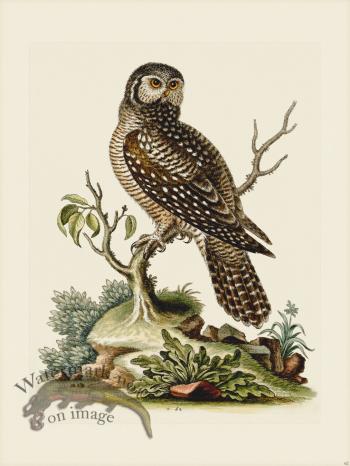 Edwards 062 Little Hawk Owl